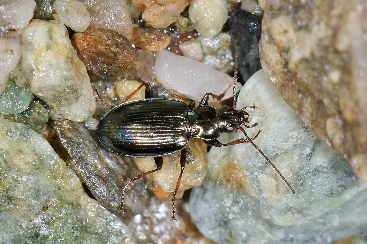 Bembidion tibiale (Ocydromus tibialis secondo faunaeur)